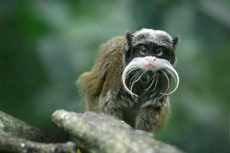 Rain Forest Desktop Presets 4594872 2