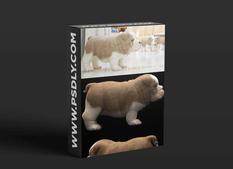 ENGLISH BULDOG PUPPY