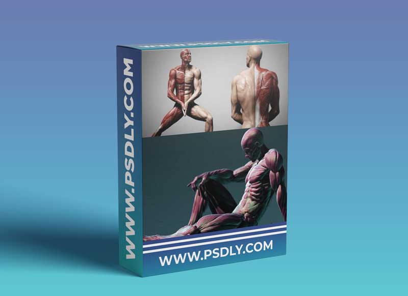 Human Anatomy for Artists using Zbrush and Photoshop