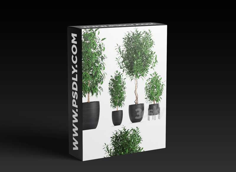 Plant Collection 553