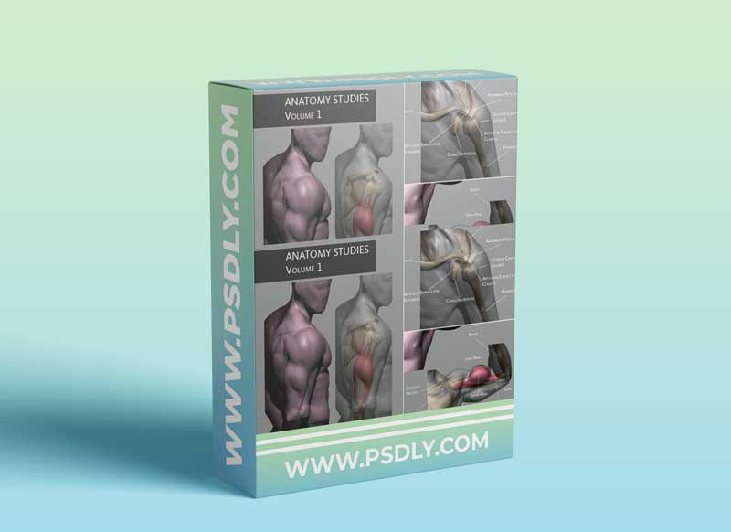 Artstation - Anatomy Studies Volume 1 by Glauco Longhi