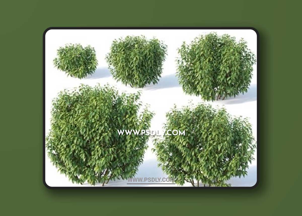 Forsythia 8 Summer 5 sizes 3D Models