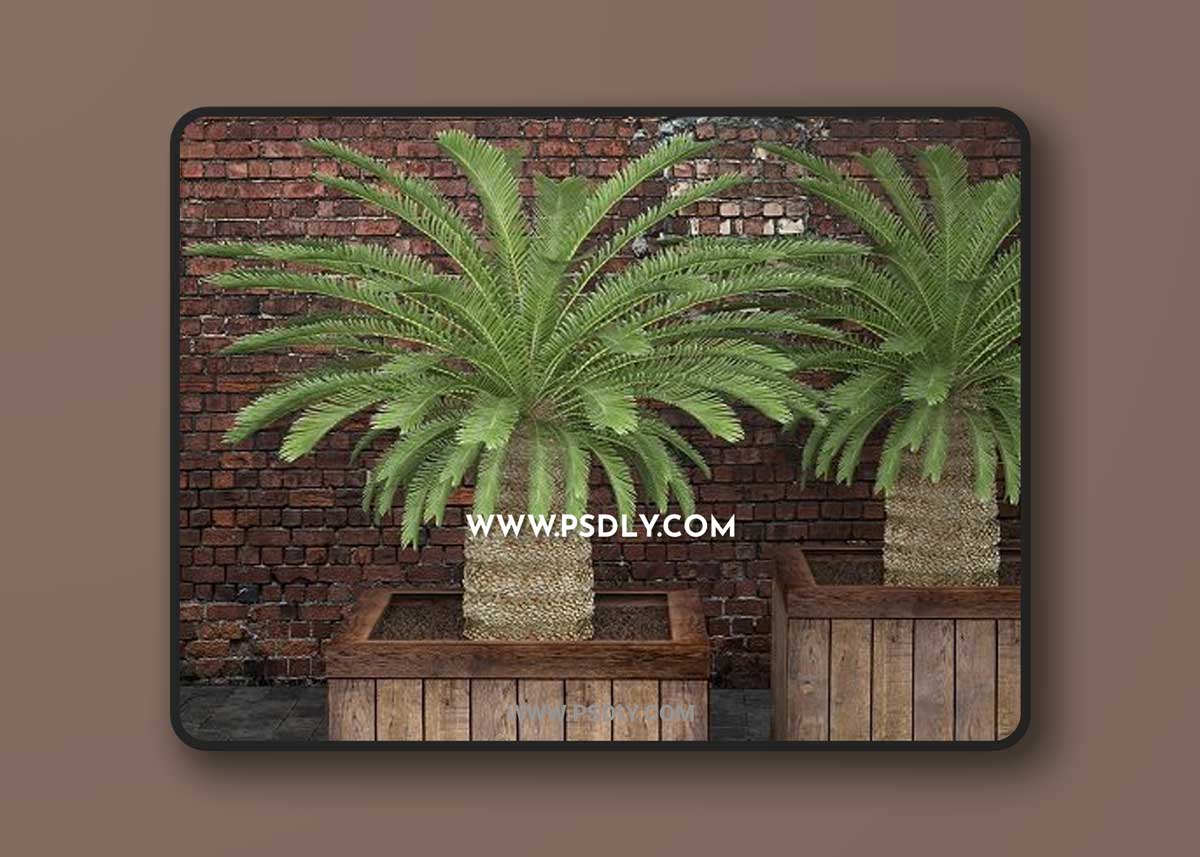 Palm tree 3D Model
