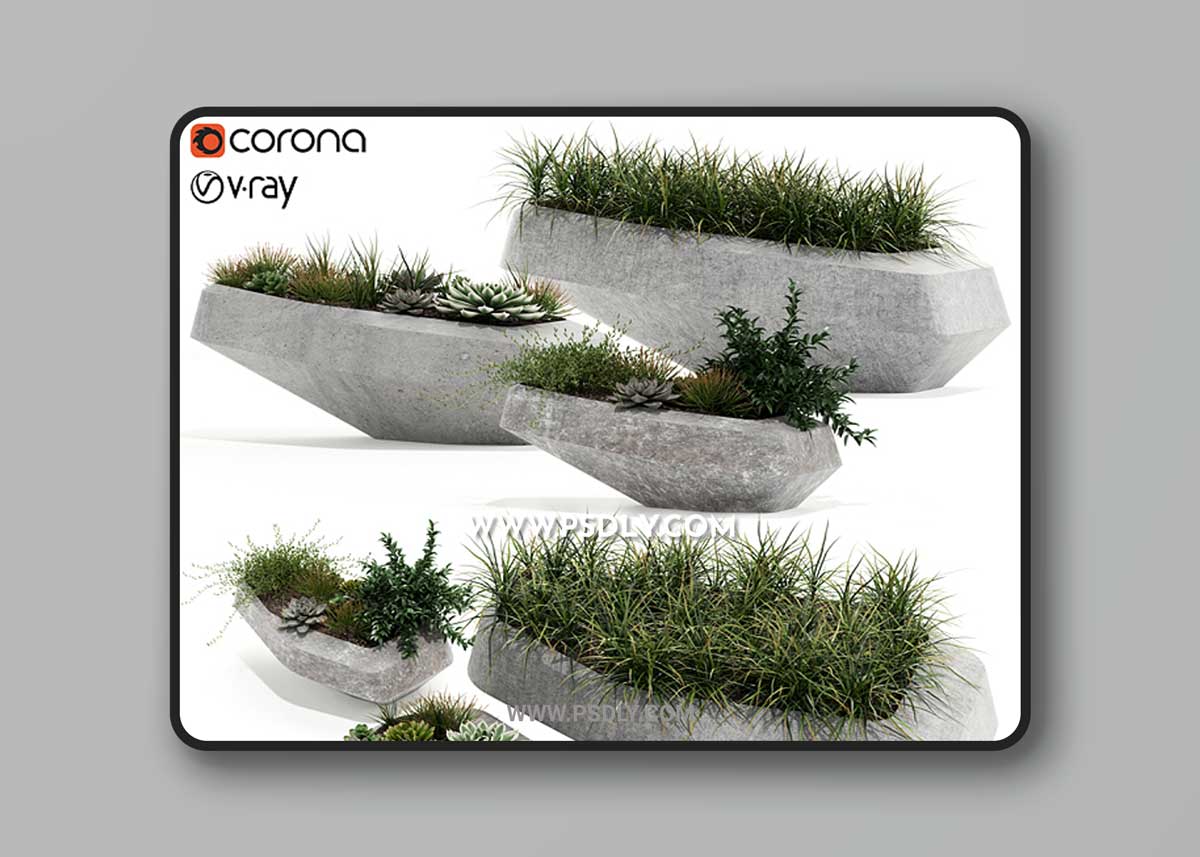 Plants collection 132 indigenus steen