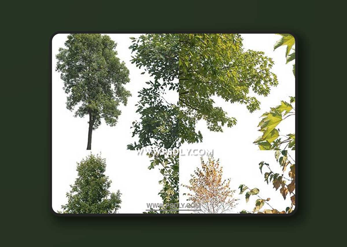 16 Cutout Trees - Transparent Stock Images