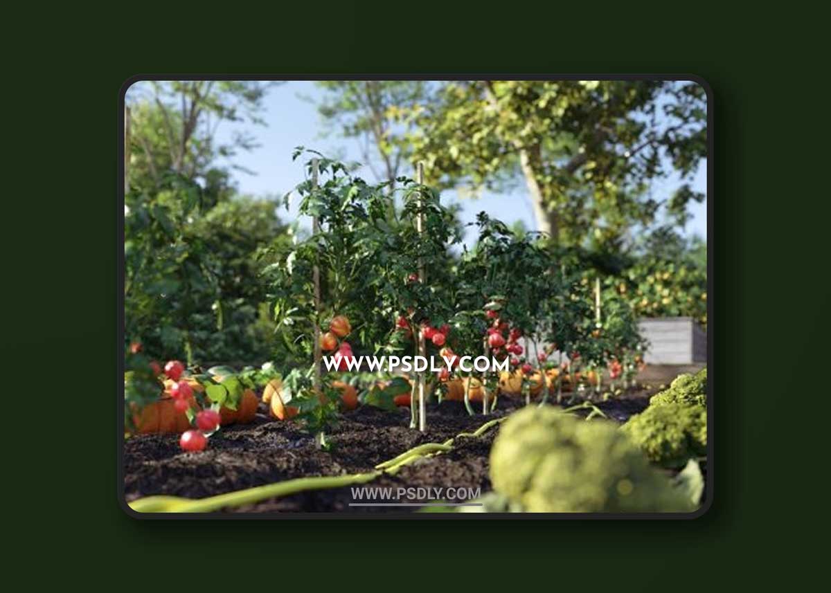 Bio Vegetables Pack – Nouvelle Mesure Lab