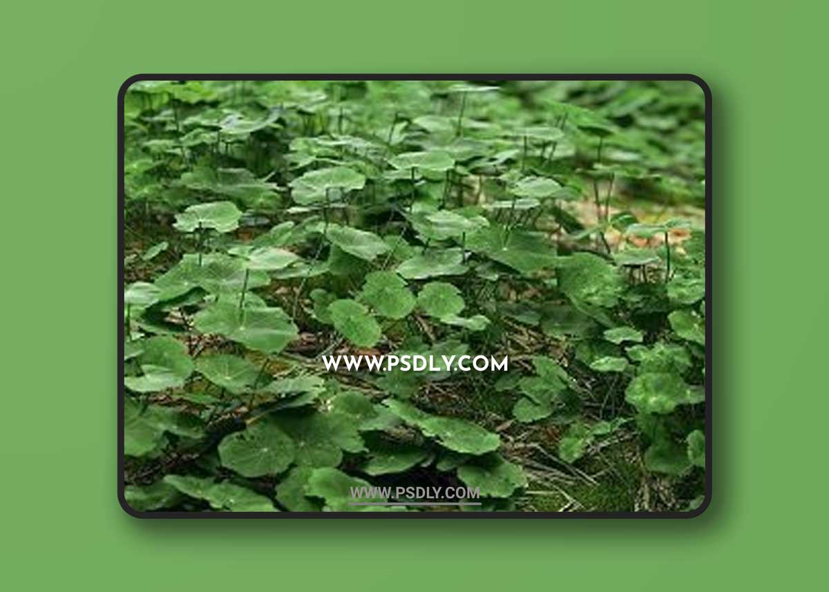 Clover Set 3d Models