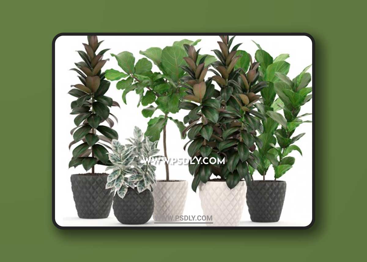 Collection of plants 212. FICUS SET 3D Models