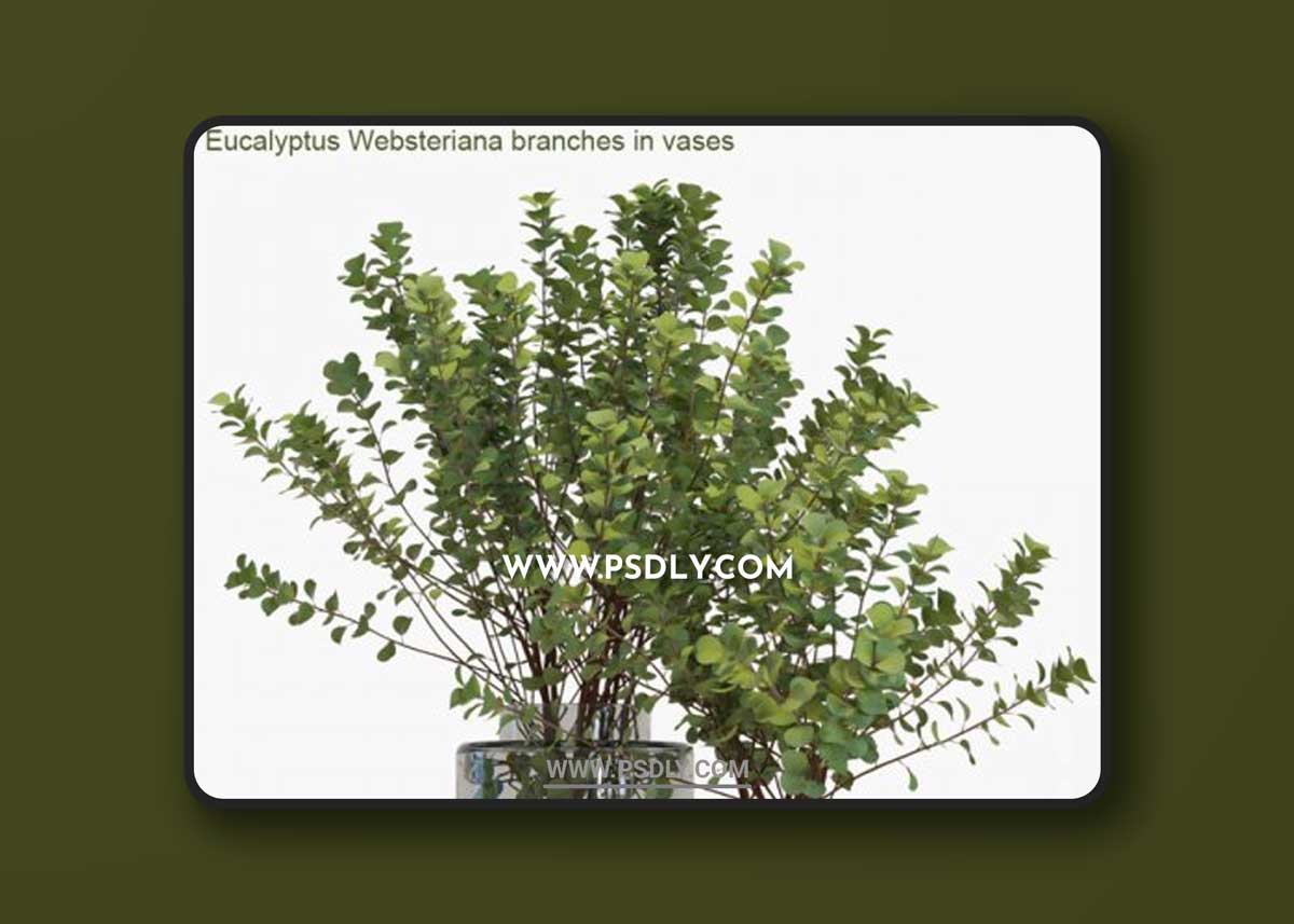 Eucalyptus Websteriana branches in vases # 2 3D Models