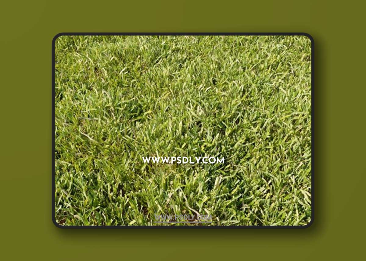 High Details Grass 3D Models