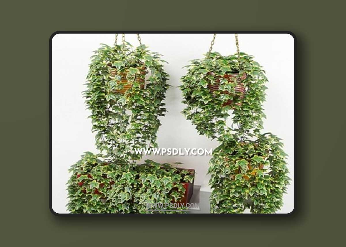 Ivy in pot 3D Models