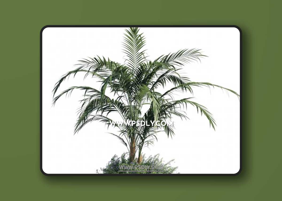 Kentia palm 3D Models