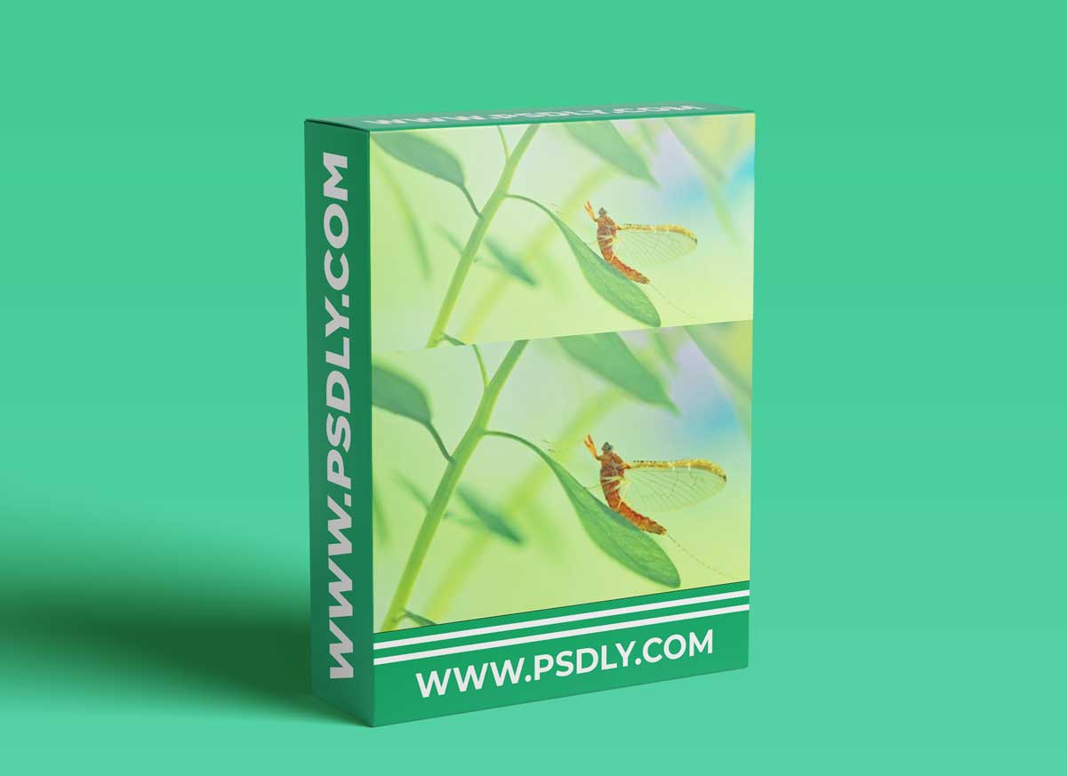 Mango-Ice Photography - Tools for Macro Shooting