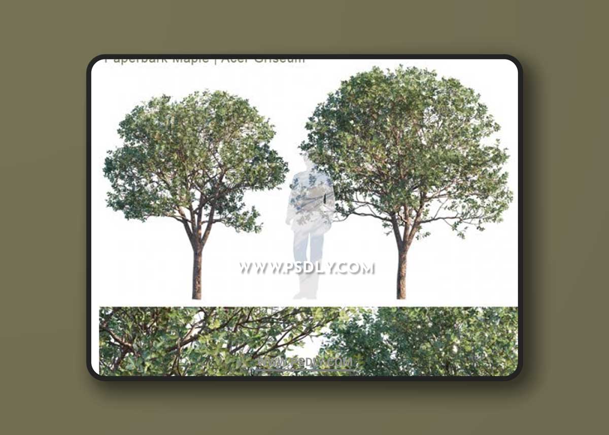 Paperbark Maple | Acer Griseum # 2 3D Models