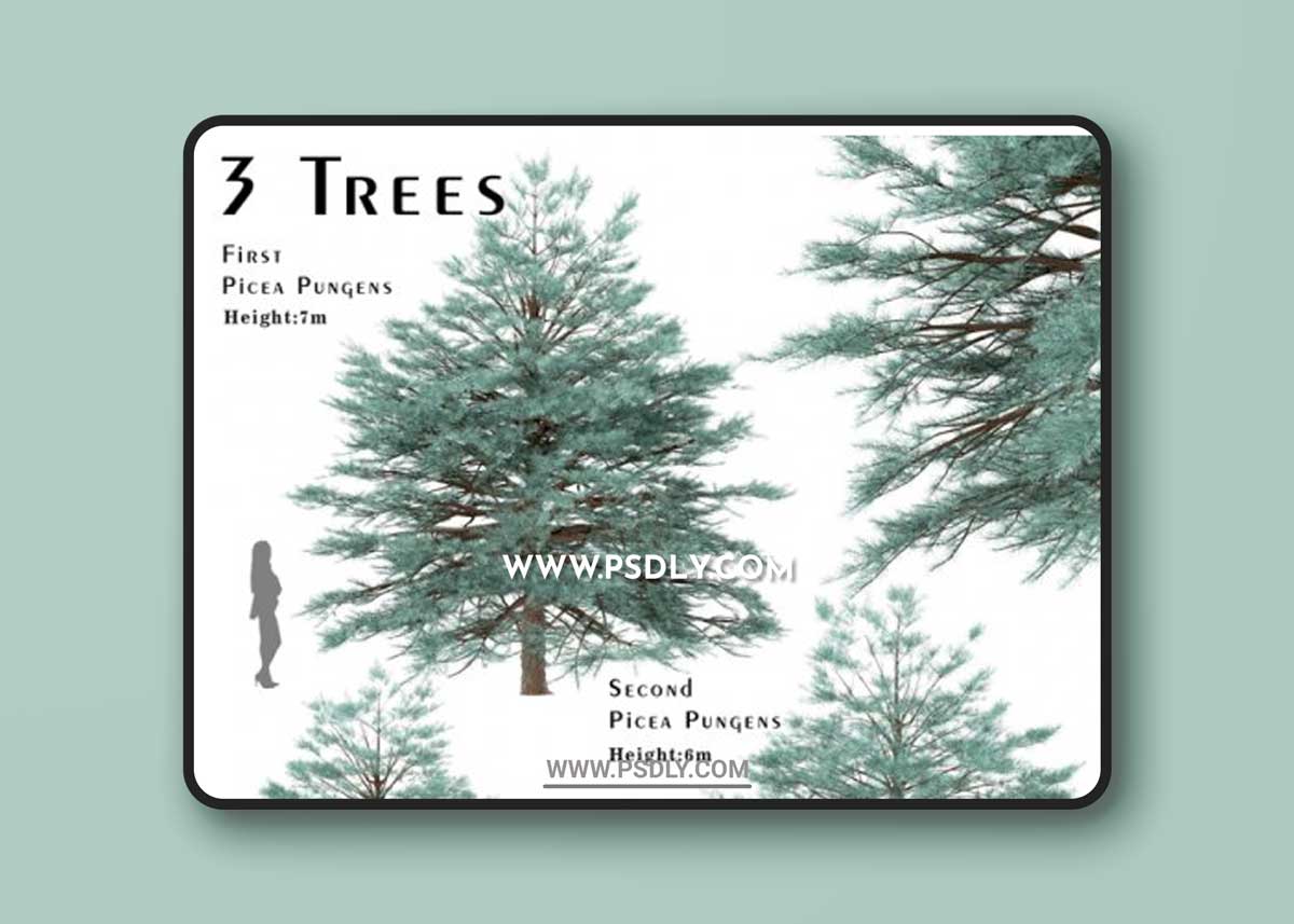 Set of Picea Pungens Trees (Blue spruce) (3 Trees)