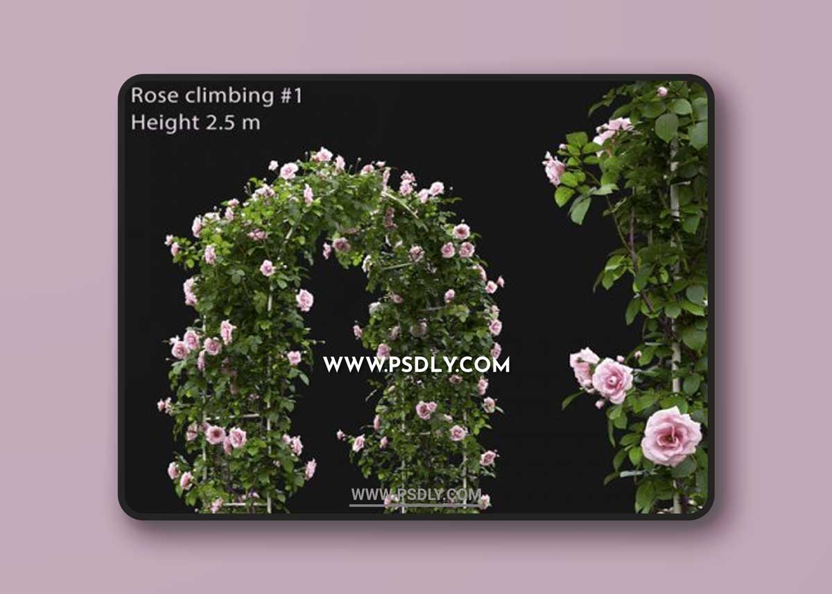 Climbing Rose # 1 3D Model