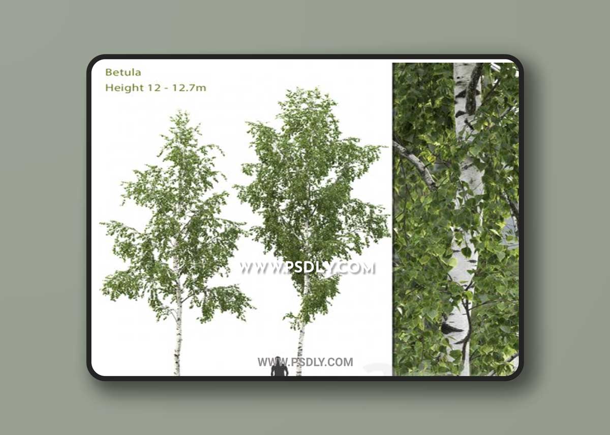Birch Betula 3D Models