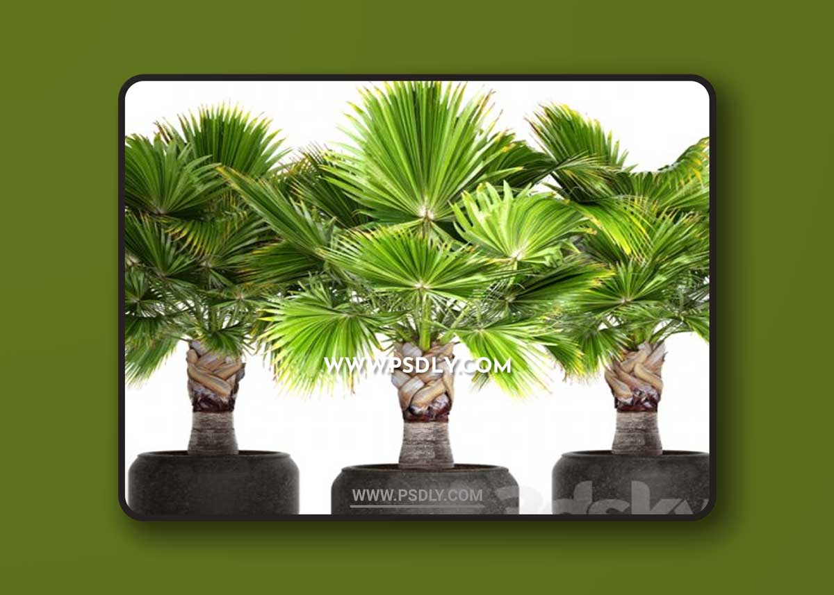 Brahea edulis 3 3D Model