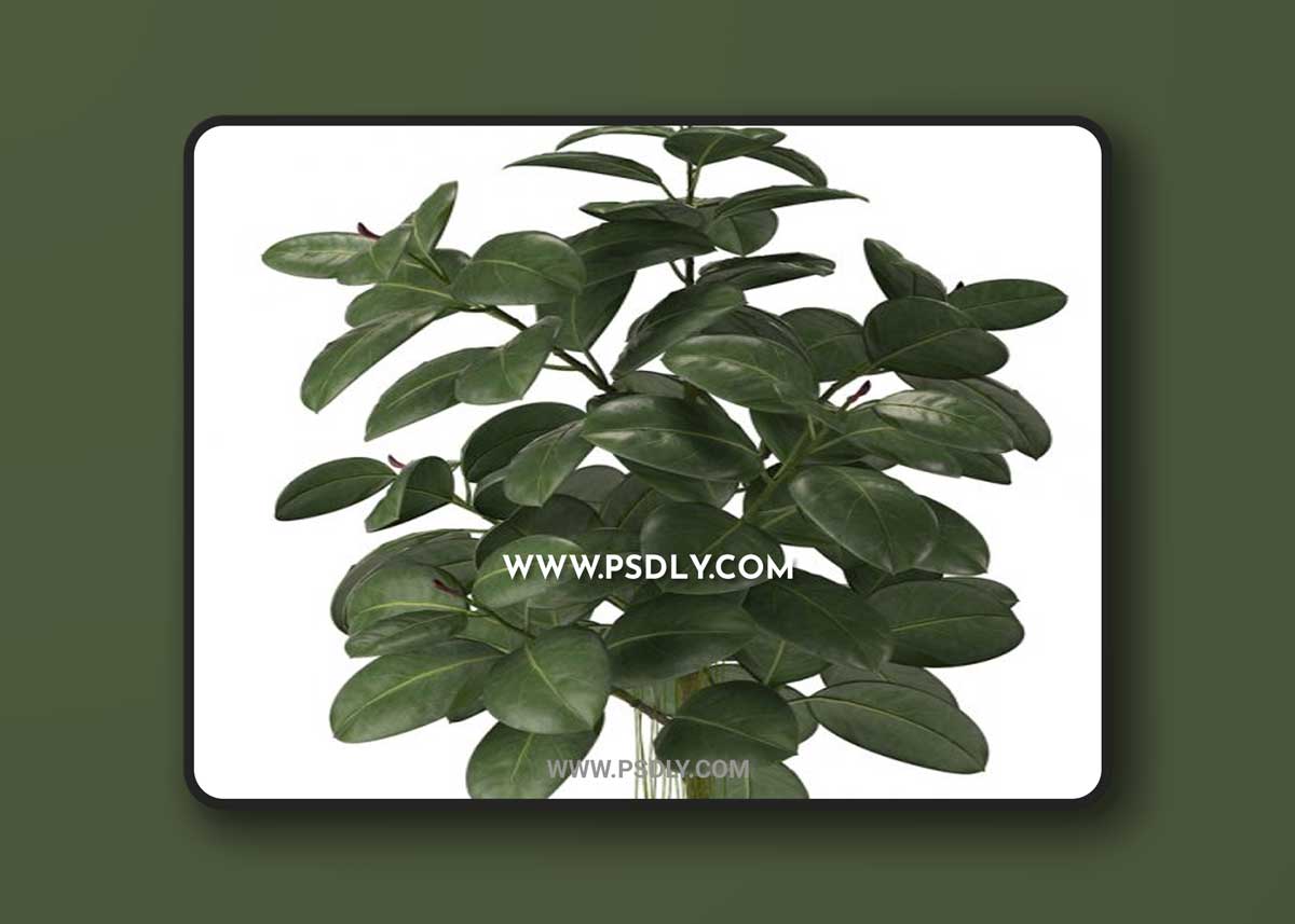 RUBBER PLANTS 22 3ds Max