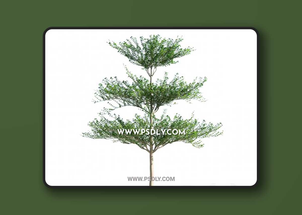 Terminalia mantaly 1 3D Models