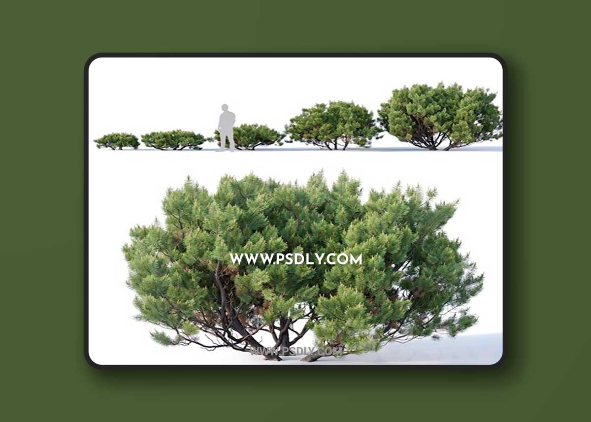 Pinus mugo # 2. H60-260 cm 3D Model