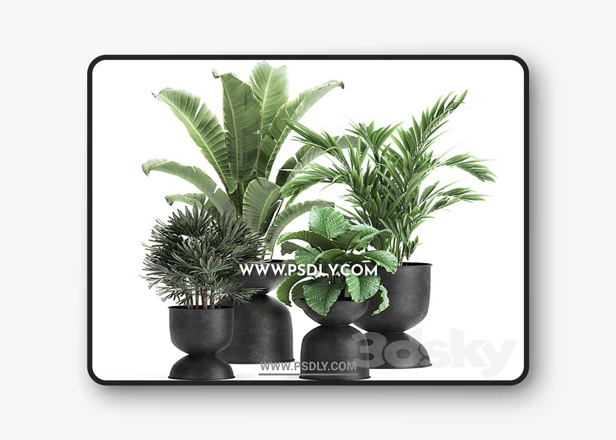 Plant collection 897 3D Model