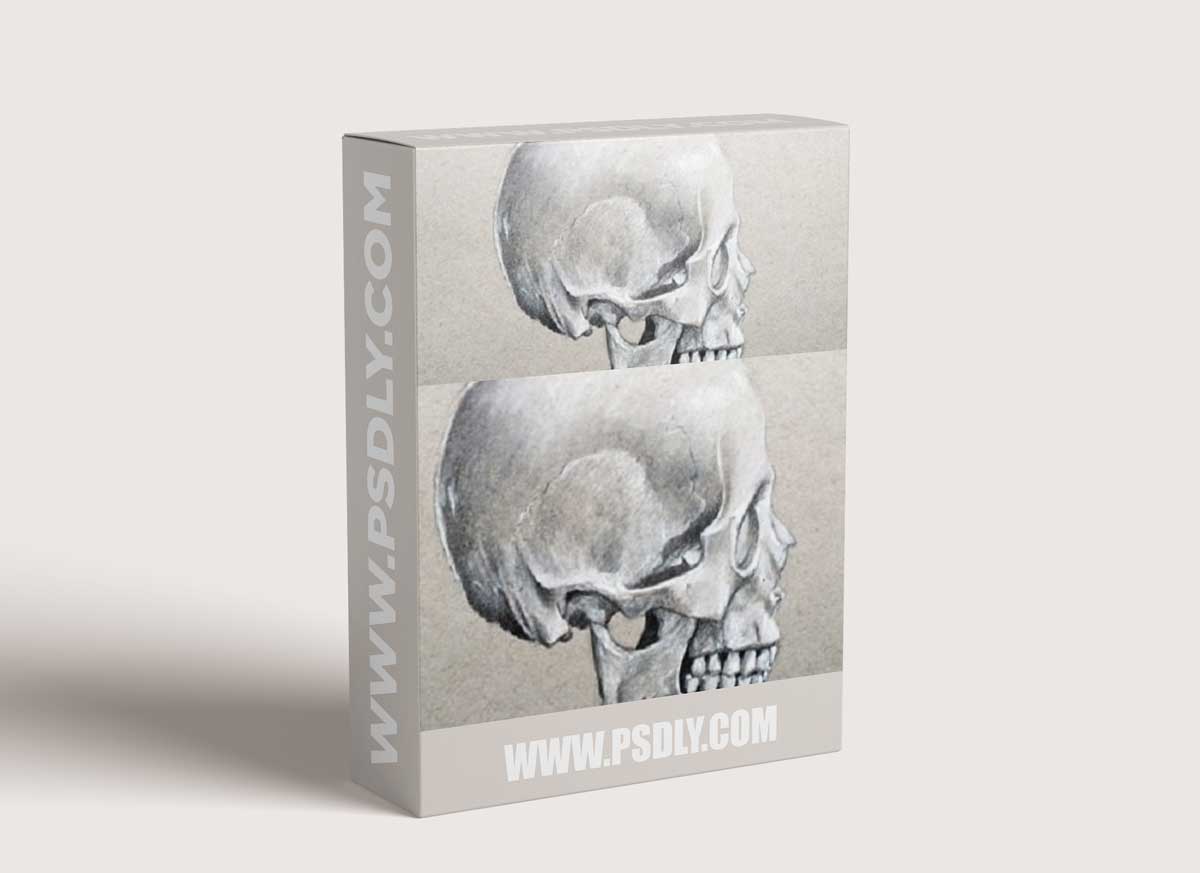 Portrait Drawing The Smart Way - The Skull - Profile View