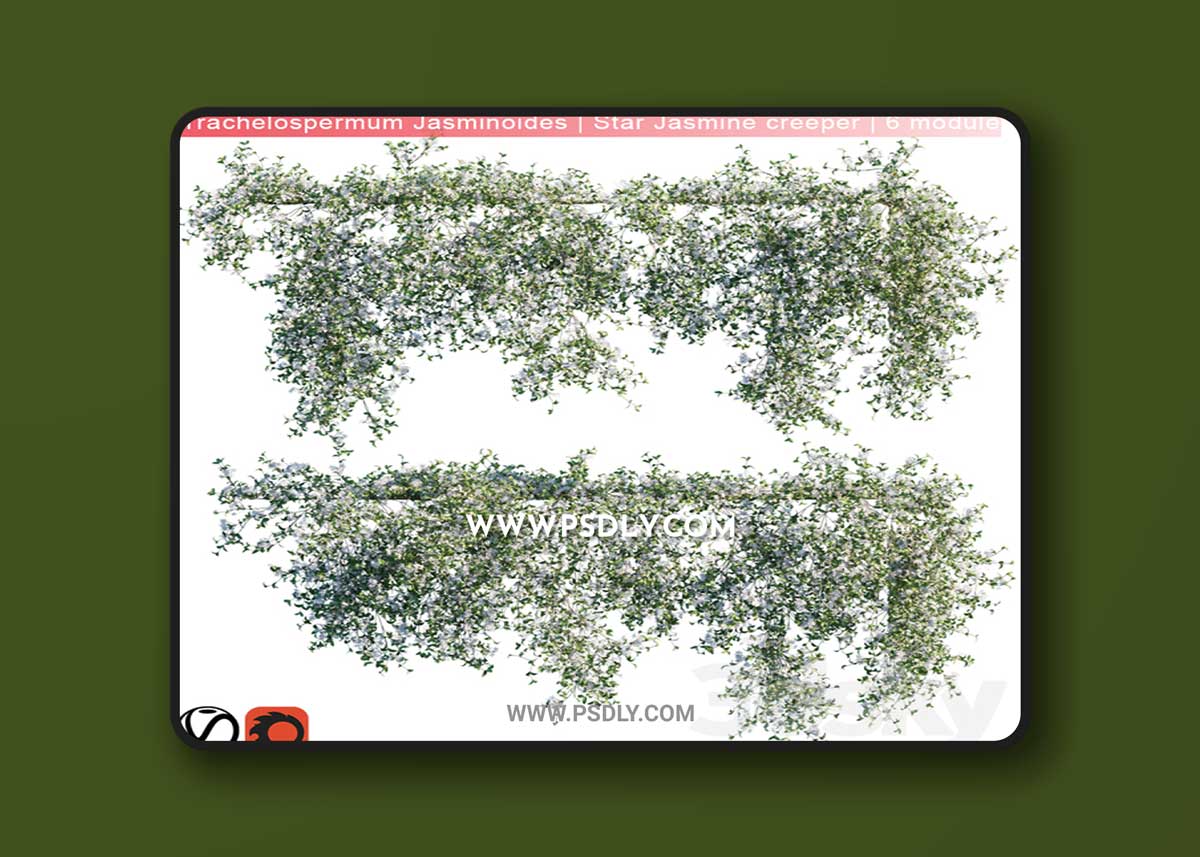 Trachelospermum Jasminoides | Star Jasmine creeper | 6 module