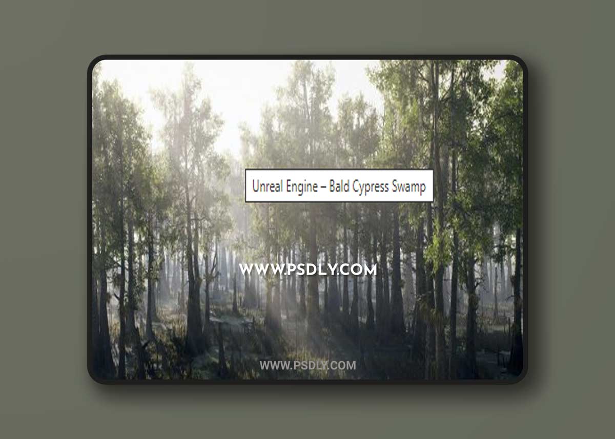 Unreal Engine – Bald Cypress Swamp