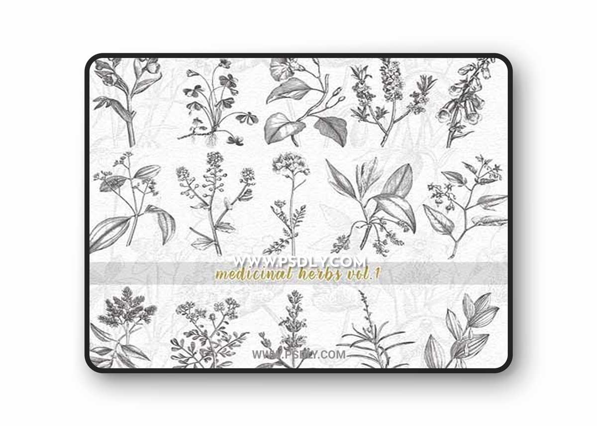 VintageVectorized- Herbs Clipart 2532443