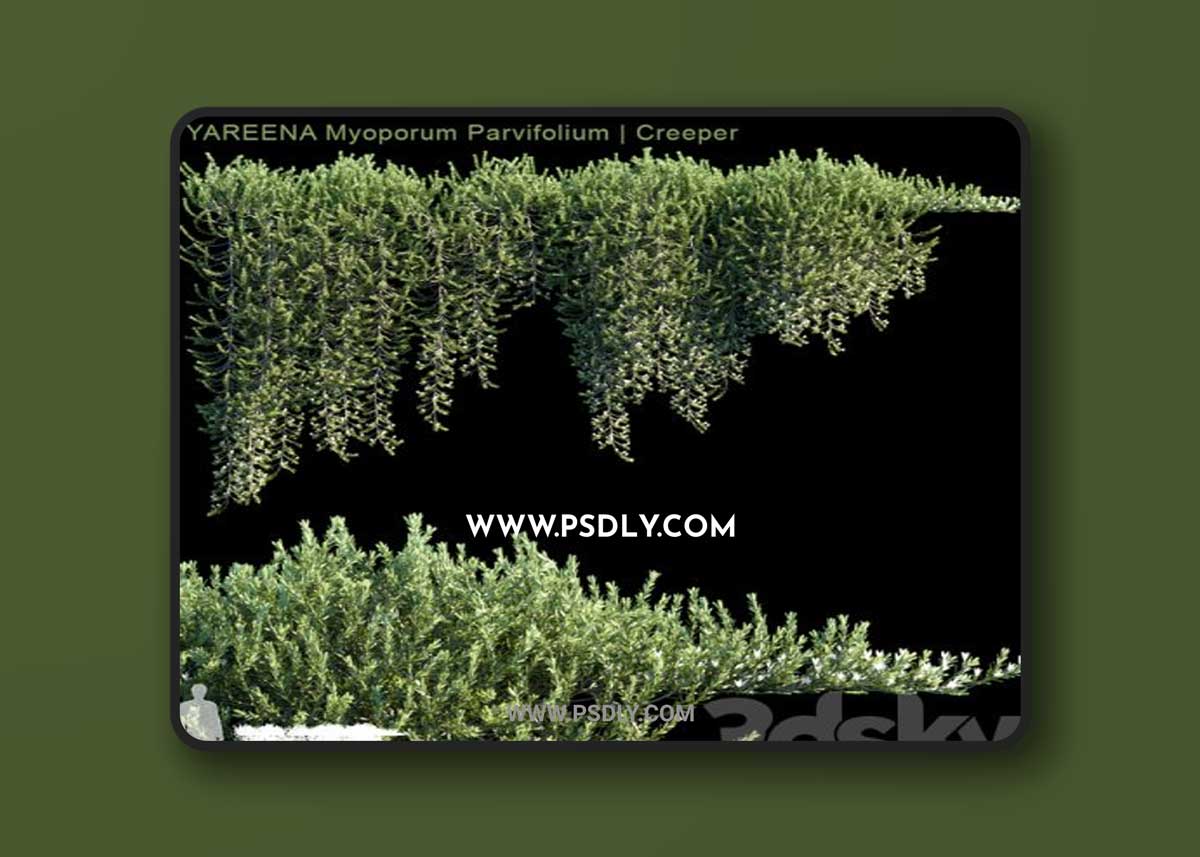 YAREENA Myoporum Parvifolium creeper | 5 module