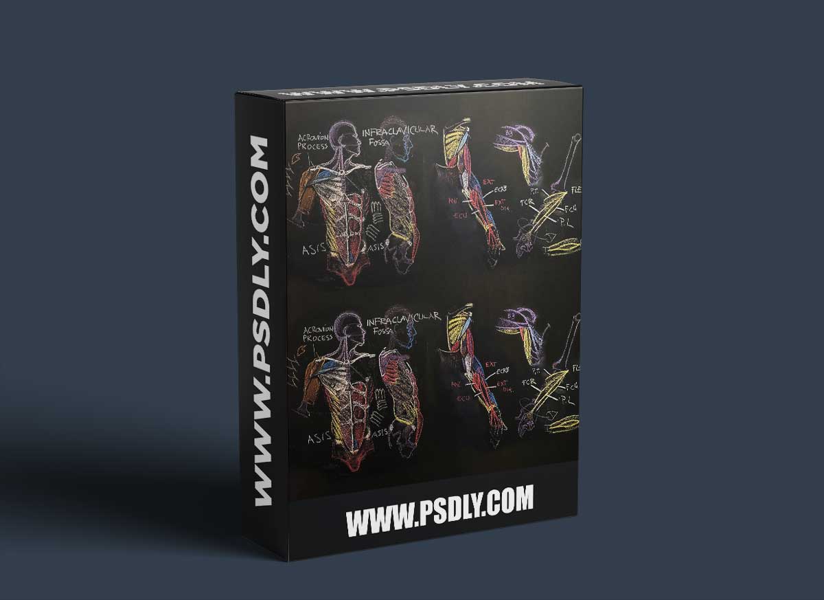 The Gnomon Workshop - Anatomy for Artists Volume 3 Understanding the Front Torso & Arm