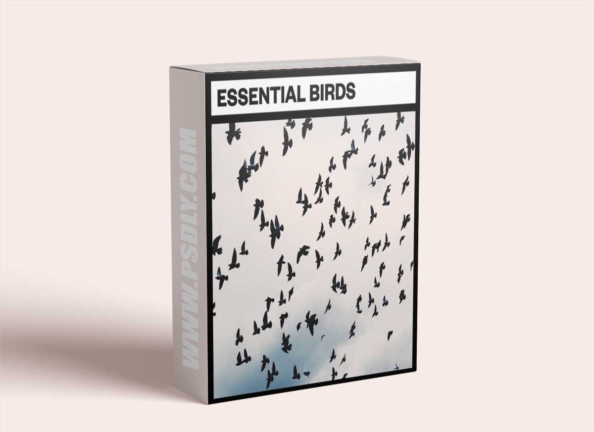 Big Room Sound Essential Birds