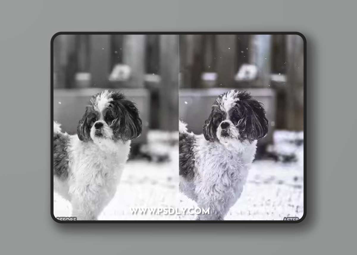 Dogs Lightroom Desktop and Mobile Presets