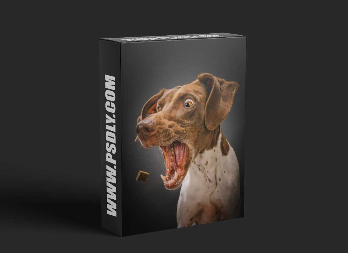 Dog Photography Course