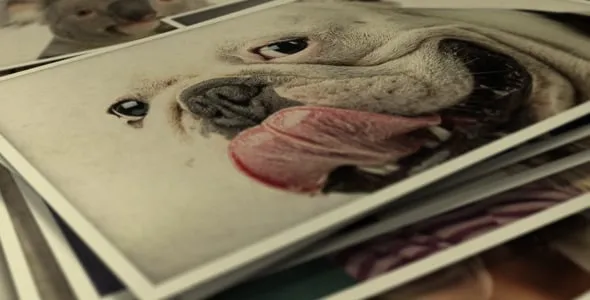 Videohive Photo Gallery Smile To Life 5864231 1 Videohive Photo Gallery Smile To Life 5864231