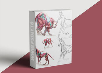 CGMA - Animal Drawing with Shannon Beaumont