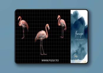 Finding North Education - Flamingo Digital Overlays