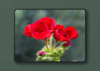 Cobalt Image - Canon EOS R5 DNG Basic