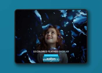 Colorful Feathers Png Photo Overlays