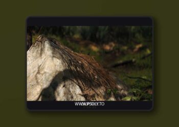 Red Pine Biome (5.2 – 5.6)