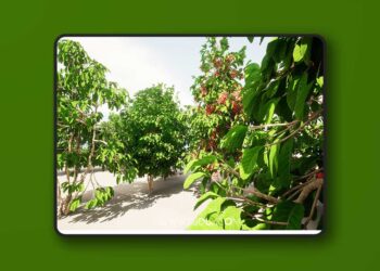 plant Fruits and vegetables (4.26 – 4.27 and 5.0 – 5.3)