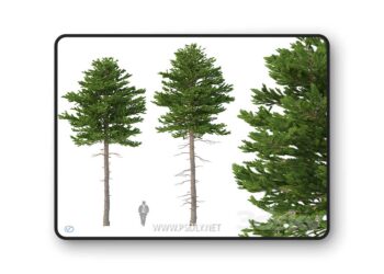 Norway spruce Set 2 V Ray – 3D Model