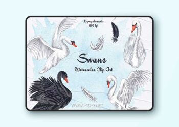 Swans Watercolor Clipart